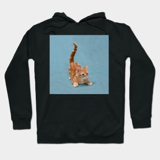 Tabby Kitten Pounce Hoodie